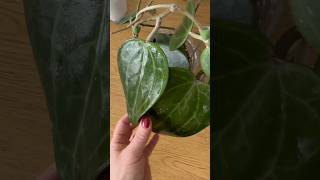 Hoya Latifolia💚hoya plants shorts quote shortsfeed ytshorts plantcare ytyoutube subscribe [upl. by Tibbetts290]