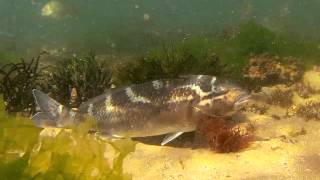 Dusky Morwong Dactylophora nigricans [upl. by Ltsyrk817]