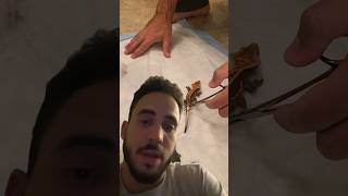 Crested Gecko Tail Drop Reaction 🤦🏻‍♂️ [upl. by Bear908]