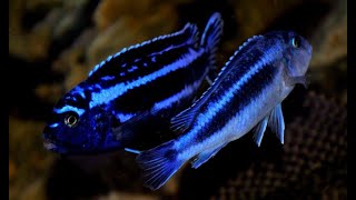 Melanochromis pseudotropheus cyaneorhabdos quotmainganoquot 146 AkwaGadka [upl. by Inus]