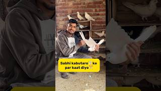 Sabhi kabutaro🕊️ ke par kaat diye✂️ petlover minivlog pigeonvlogger pigeon kabutarvlog birds [upl. by Epolenep836]