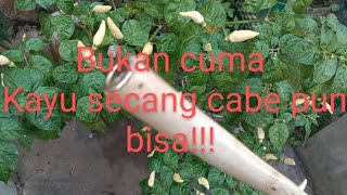 bukan cuma kayu secang ternyata pohon cabe juga bisa jadi pipa rokok [upl. by Newlin699]