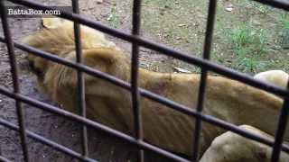 Lions starving to death in Nigeria Zoo [upl. by Marmawke]