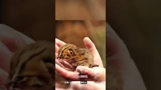 Rusty Spotted Cat ytshortvideo facts amazonrainforest sciencofacts animals scifactscentral 🐈🐈🐈 [upl. by Arand]