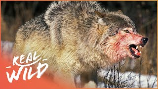 The War Of The Wolf Packs  Part 1 Wolf Documentary HD  White Wolf  Real Wild [upl. by Nyleikcaj]