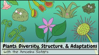 Plants Diversity Structure amp Adaptations [upl. by Arramas]