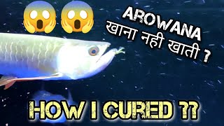 Arowana Fish Not Eating Food  Reason amp Remedies [upl. by Ayifas]