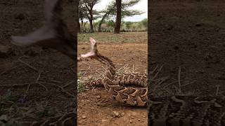 Deadly fast Puff Adder strike [upl. by Ailadi]