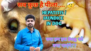 Liver problem and solution in dogs  Jaundice in dog  Hepatitis treatment in dog [upl. by Akimik]