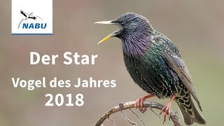 Vogel des Jahres 2018 Der Star [upl. by Paehpos829]