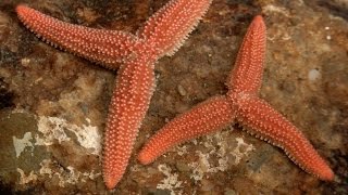 The Dividing Starfish [upl. by Yror]