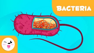 What are bacteria  Science for Kids [upl. by Hoffmann]