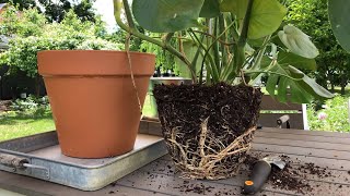 🪴 Repotting Monstera deliciosa 👩‍🌾 [upl. by Eninnaej731]