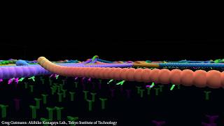 A look at Motor Proteins in a Microtubule Gliding Assay Simulation [upl. by Kenlay]