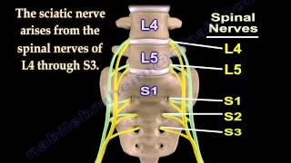 Sciatic Nerve  Anatomy  3D animation  Everything You Need To Know  Dr Nabil Ebraheim [upl. by Ativ]