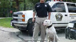 USA  City of Massillon Police K9 Unit Inca Dogo Argentino [upl. by Nahtanoy]