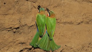 Whitefronted Beeeater nesting call  sound [upl. by Barrus]