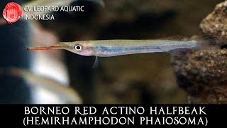 Hemirhamphodon phaiosoma THE ADVENTUROUS Borneo Red Actino Halfbeak Leopard Aquatic P048A [upl. by Lezlie201]