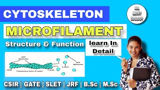 CYTOSKELETON  MICROFILAMENT or ACTIN FILAMENTS Structure amp function  MSc Classes  Cell Biology [upl. by Eralc]