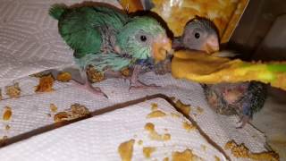 Breeding Parrotlets info [upl. by Pascia213]