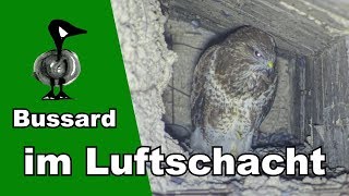 Bussard im Luftschacht  Tiernotruf 172 [upl. by Aloise]