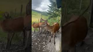 Galloway Forest Park 🏴󠁧󠁢󠁳󠁣󠁴󠁿 deer galloway wildlife Scotland shorts animalshorts [upl. by Joao]