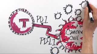 How is Immunotherapy Used to Fight Cancer  DanaFarber Cancer Institute  Science Illustrated [upl. by Neelrihs955]