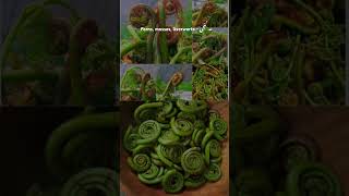 Ferns mosses liverworts  ۔ کنجی [upl. by Charin]