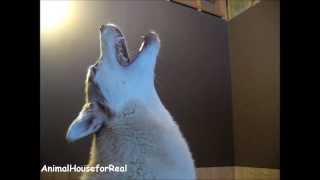 Siberian Husky Howling Compilation [upl. by Meagher]