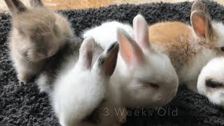 Baby French Angora Rabbits In Indiana [upl. by Yolanthe]