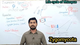 84 Life Cycle of Rhizopus  Zygomycota  Fsc Biology class 11 [upl. by Radec]