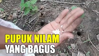 Pupuk Nilam yang Bagus [upl. by Asila]