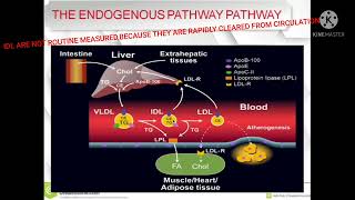 THE ENDOGENOUS PATHWAY OF LIPIDS METABOLISM 🔥🔥🔥 [upl. by Eilojne]