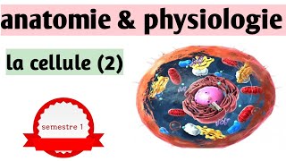 quotcours S1  anatomie amp physiologie quotcellule 2 [upl. by Yhtac]