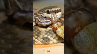 Sabías que la serpiente 🐍cascabel😨 paratii sabiasque reels animales curiosidades shorts tbt [upl. by Clorinde]