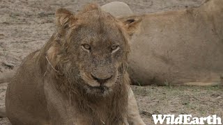 WildEarth  Sunset Safari  13 October 2023 [upl. by Bodrogi]