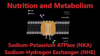 NaKATPase amp NaHExchanger  Mineral Absorption [upl. by Siffre]