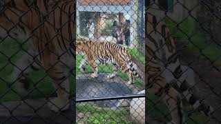 Sumatran Tiger at the Toronto Zoo [upl. by Aldas]