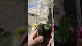 DIY terrarium terrarium plantcare unboxing plants gardening minivlog [upl. by Ecirtahs843]