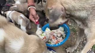 feed my adopted puppies some rice with [upl. by Caton]