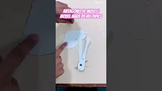 AMAZING WORK ON ANTAGONISTIC MUSCLES MADE BY MY PUPILS 💪 PART 1 school scienceexperiment [upl. by Nlycaj]