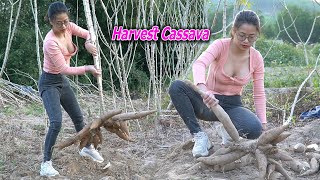 A Pu Harvest Cassava amp Bake Cassava Roots In The Field  A Pu Daily Life [upl. by Saraiya]