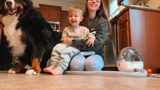 Toddler Grooms Bernese Mountain Dog [upl. by Etz]