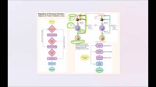 Lecture Video 7 Endocrine System [upl. by Lynsey]