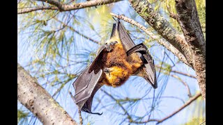 Fruit flying bats mating The Mauritian flying fox [upl. by Aizatsana]