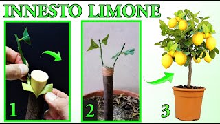 INNESTO LIMONE FACILISSIMO DA ESEGUIRE tutti i passaggi  lemon tree citron planta de limon [upl. by Maud256]