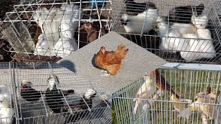 Rynek Targ Łomża 🕊🐇🦆🦃🐓🐦🐥🐣 gołębie kanarki kaczki kury gęsi króliki indyki perliki pawiki amadyna [upl. by Refotsirc238]