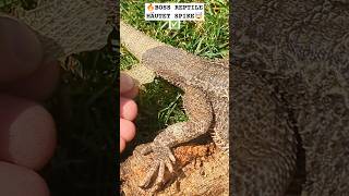 🔥BOSS REPTILE HÄUTET SEINE BARTAGAME🔥 ganzer Schwanz [upl. by Jared]