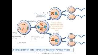 SVT  cours  La transmission du programme génétique de génération en génération [upl. by Segalman]