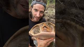 The AMAZING Florida Softshell Turtle turtlehead softshellturtle wildlife [upl. by Larret]